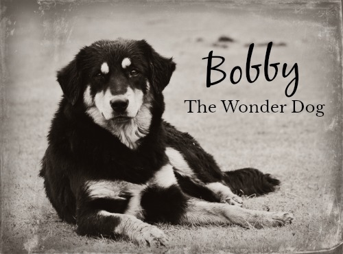 bobby the wonder dog, a yearning for home, dieter f. uchtdorf, general conference october 2017, stories from general conference, adversity, plan of salvation, plan of happiness, come follow me